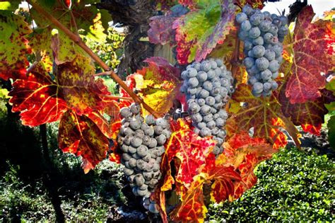 Wine Grapes Stock Photo Image Of Three Autumn Fall 21891940