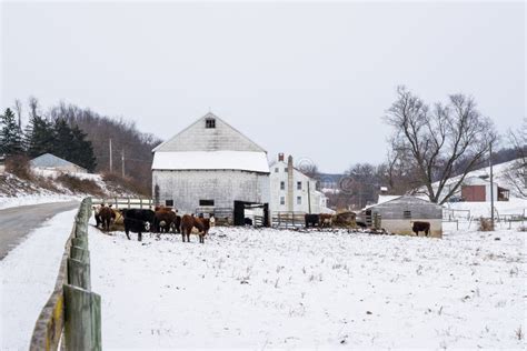 Cows And Barn In A Snow Covered Field Near Jefferson Pennsylvania