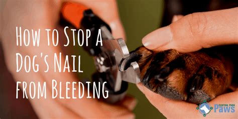 How To Stop A Dogs Nail From Bleeding Quickly And Hassle Free