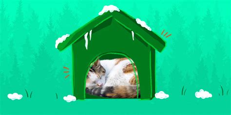 Providing Shelter For Feral Cats In The Winter Dodowell The Dodo