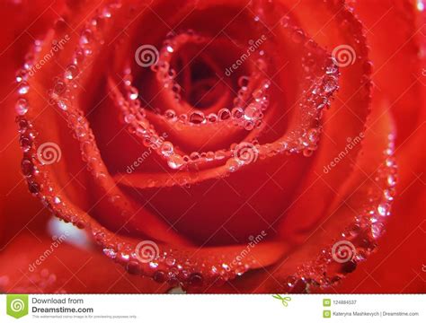 Beautiful Red Rose With Raindrops Or Dew Macro Close Up Stock Image