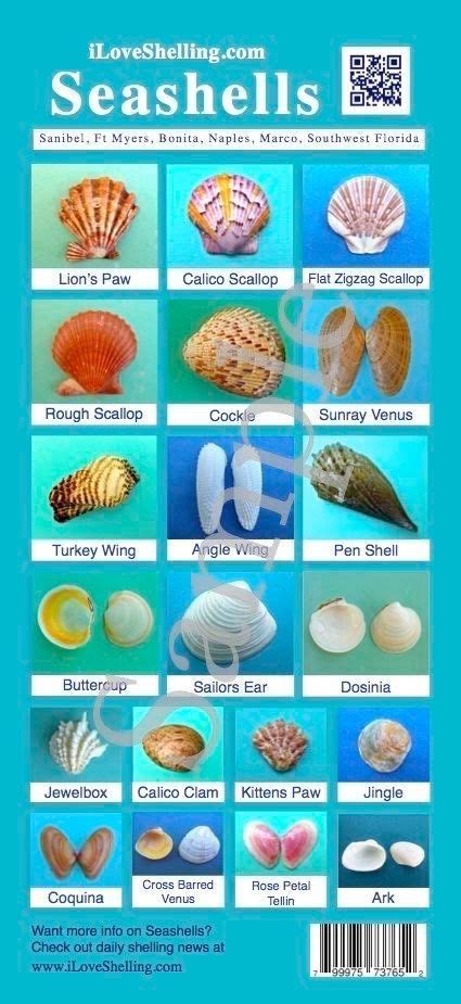 57 Best Seashell Identification Around The World Images On Pinterest