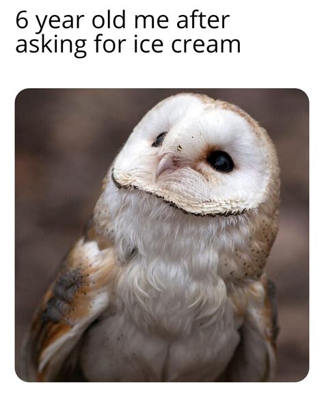 The Best Owl Memes Memedroid