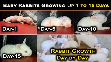 Baby Rabbits Growing Up 1 To 15 Days Rabbit Growth Day By Day Time