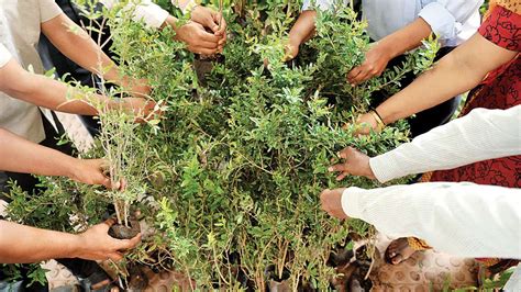 3,464 likes · 3 talking about this. Thane residents to get updates on trees plantation