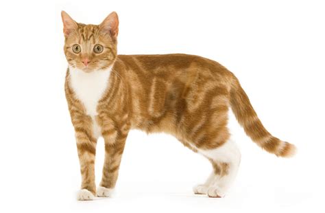 Tabby Common Cat Breeds Pets Lovers