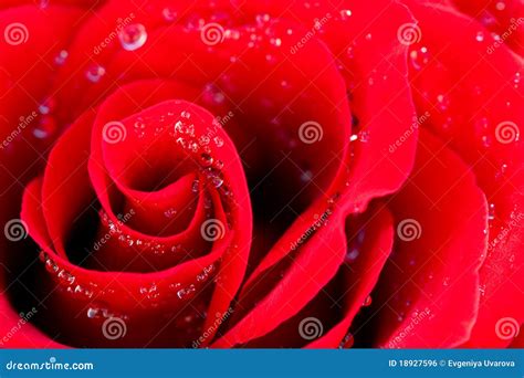 Beautiful Red Rose With Water Drops Stock Photo Image Of Color