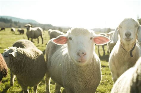 Student Caught Having Sex With Sheep Claims He Was Stressed Daily Star