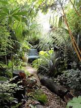 Pictures of Backyard Jungle Ideas
