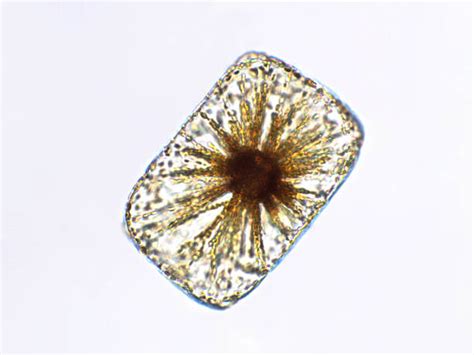 Best Diatoms Stock Photos Pictures And Royalty Free Images Istock
