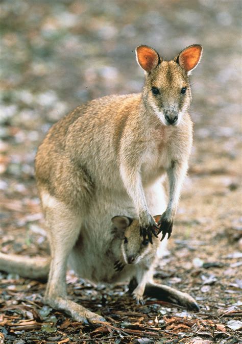 The Tammar Wallaby Genome A Closer Look At Marsupial Reproduction