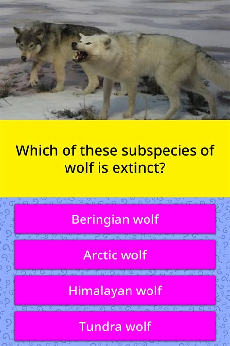 What Is The Classification Of Wolf