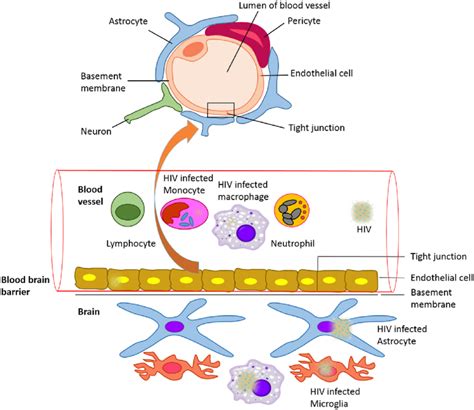 The Blood Brain Barrier Bbb With Hiv Infected Cells Schematic