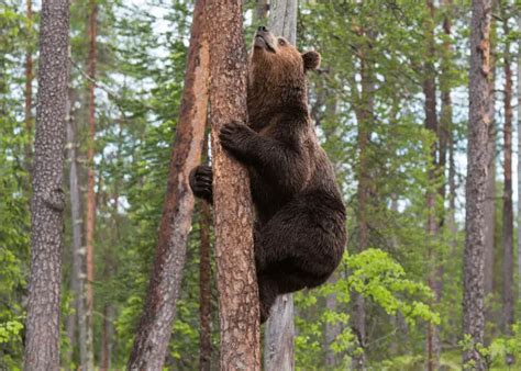 Can Bears Climb Trees Animal Pickings