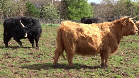 Highland Cows Angus Scotland Youtube
