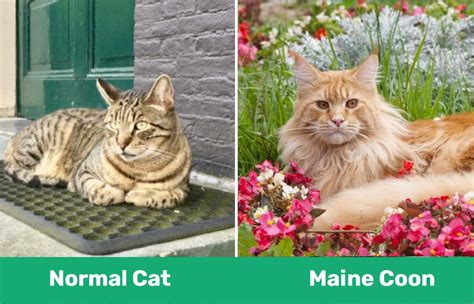 Maine Coon Vs Normal Cat Size Temperament And Care Differences Pet