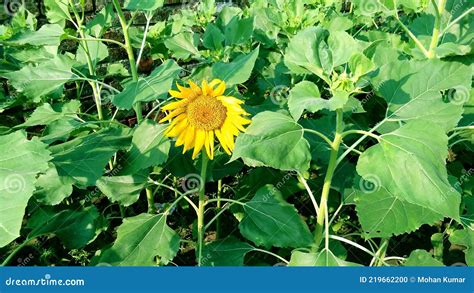 Helianthus Sunflower Plant Flower And Buds Stock Photo Image Of