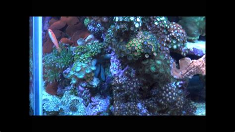 210 Gallon Reef Aquarium Youtube