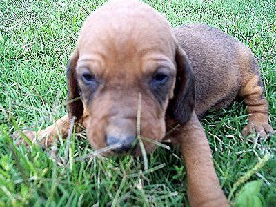 The coonhound was first recognized by the akc in 2009 and grouped as hound. Redbone Coonhound Puppy Best Pictures | Puppy Photos Collection