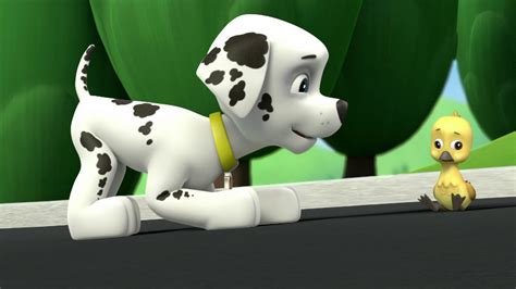 Watch Paw Patrol Season 1 Episode 5 Paw Patrol Pup Pup Goosepup Pup