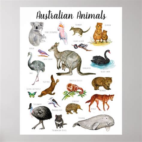 Australian Animal Poster Classroom Poster Australian Classroom Poster