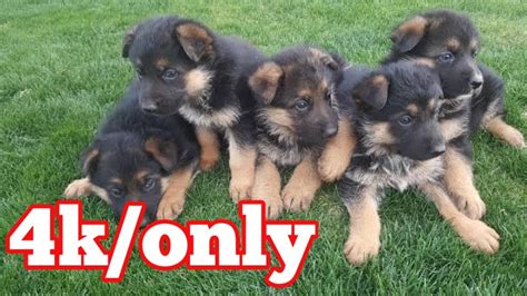 A german shepherd breeder has a lot of overhead and devout countless ours of their puppies sold at this price come from home breeders, people who don't normally breed gsd's but thought it was a good way to make some extra money. German shepherd puppies for sale in low price - YouTube