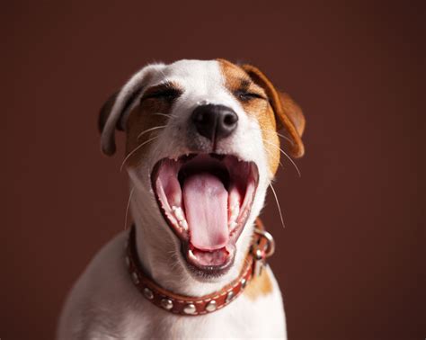 Bad Dog Breath How To Get Rid Of It Dog Dental Health