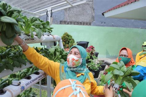 Maybe you would like to learn more about one of these? Tim Penggerak PKK Jakarta Timur Panen Hasil Urban Farming di Malaka Jaya - Barometernews.id