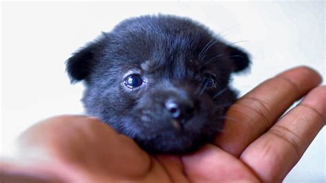 Sounds Puppies Call Their Mother Puppies Cry For Help Cute Puppies