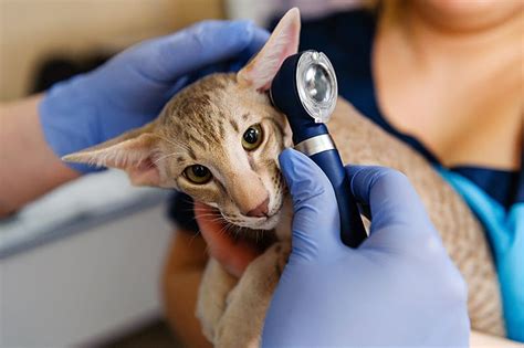 Signs Of Ear Infection In Cats Animal Emergency Center Memphis Vet