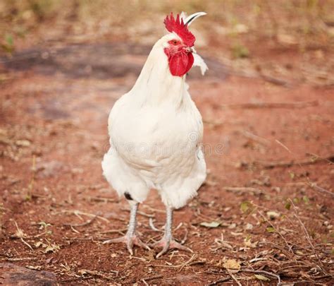 Rooster Stock Photos Free Royalty Free Stock Photos From