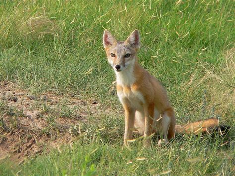 Living In A Prairie Dog Town This Swift Fox Vulpes Velox Flickr