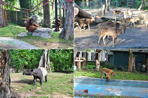 Visit the adorable pandas at zoo negara kuala lumpur. Program Sukarelawan Zoo Negara 2017 | Aktiviti Menarik