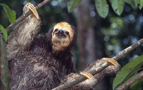 Why Are Sloths Slow And Other Sloth Facts Stories Wwf