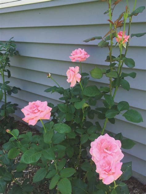 Pink Roses