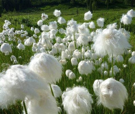 Seuss Inspired Hardy Cotton Grass Eriophorum Angustifolium 30 Seeds