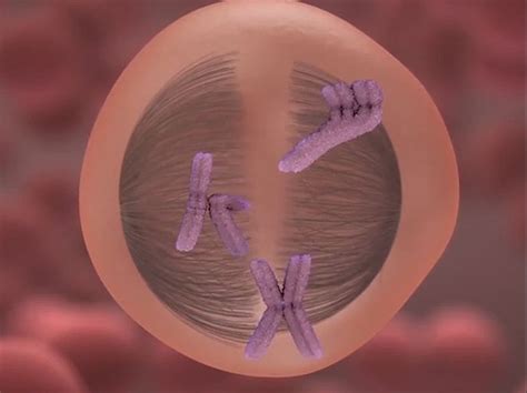 Animated Representation Of The Different Stages Of Meiosis Britannica