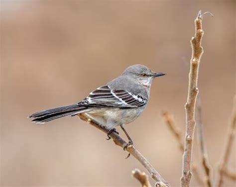 23 Backyard Winter Birds In Virginia 2023 Full Guide Learn Bird
