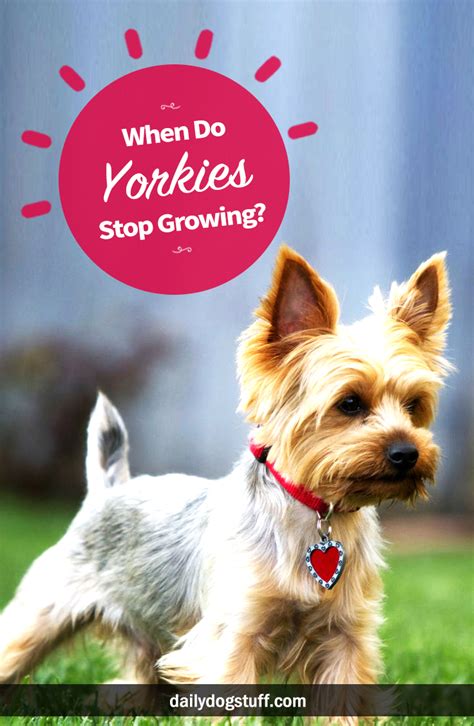 But if they are still growing, it will be at a much. When Do Yorkies Stop Growing? | Daily Dog Stuff