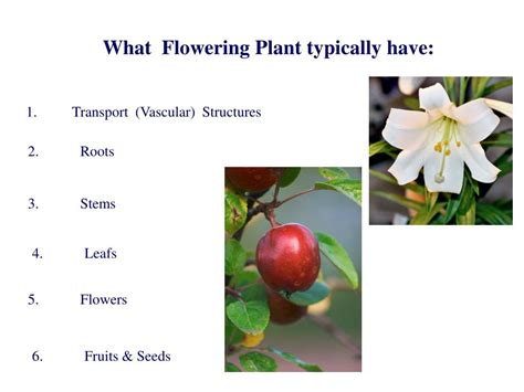 Ppt Structure Of Flowering Plants Powerpoint Presentation Free