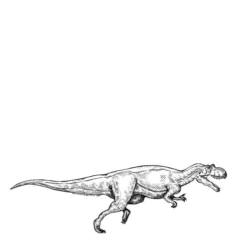 Ceratosaurus Dinosaur Drawing By Karl Addison Fine Art America