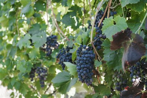 Azerbaijan Establishes First Cooperative In Field Of Viticulture In
