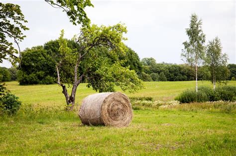 Round Bales Of Hay In A Field Stock Photo Image Of Harvest Farm
