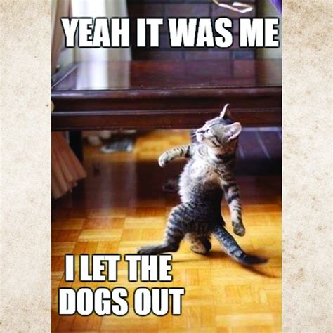 Happy Friday Asgfridayfunny In 2020 Funny Animal Memes Cat Memes Funny Cat Memes