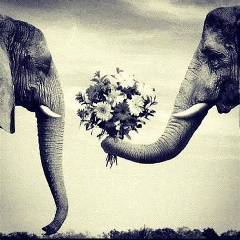 13765015514897482543541378549424n Elephant Love Elephant Animals