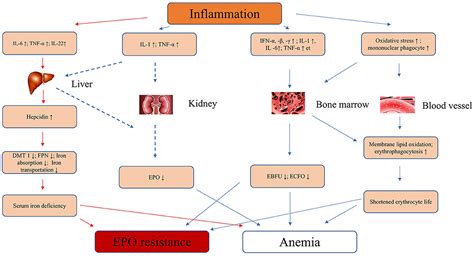 Frontiers | A Novel Choice to Correct Inflammation-Induced Anemia in