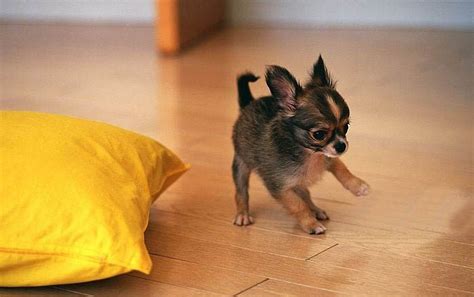 Cute Chihuahua Dogs Wallpapers Top Free Cute Chihuahua Dogs