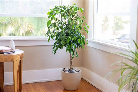 Weeping Fig Ficus Benjamina Plant Care And Growing Guide