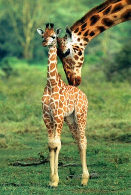 Baby Giraffes 40 Pics