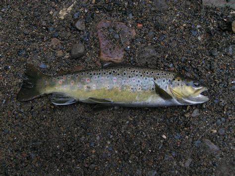 Filebrown Trout 19 10 08 Wikimedia Commons